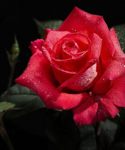 Mary Ann Wieand (nee Hutter)