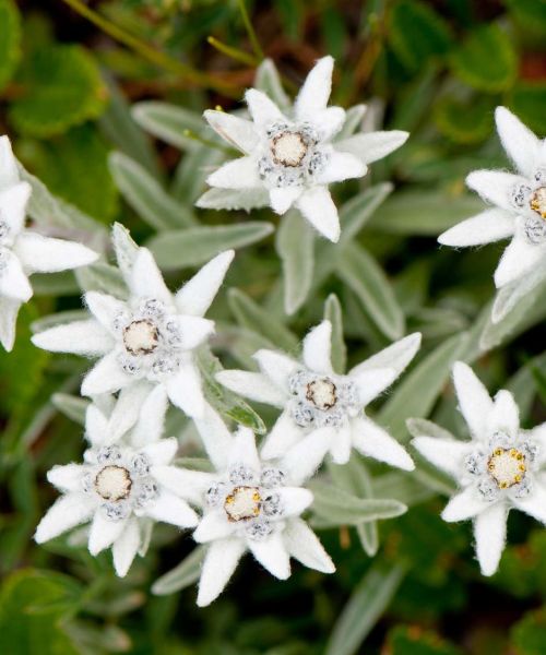 Ruth A. Tarrant (nee Hartleb)