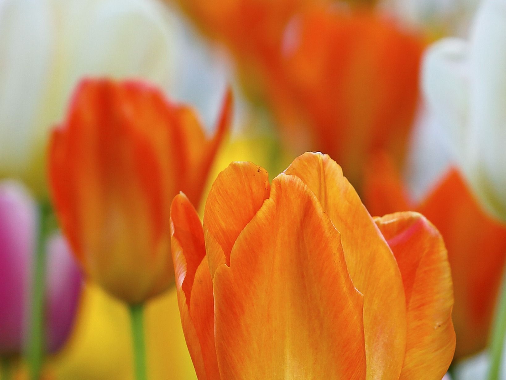 Celeste A. Kersten (nee Rusciolelli)