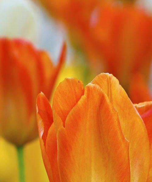 Celeste A. Kersten (nee Rusciolelli)